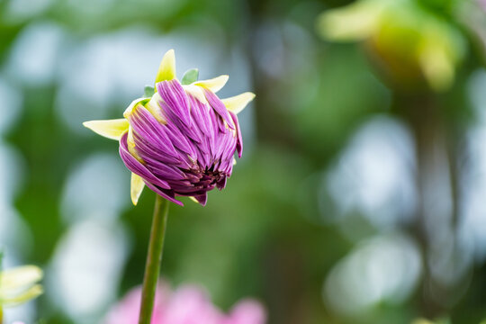 Close Up of Purple and Yellow Dahlia Flower Bud Blooming in Autumn Sunlight