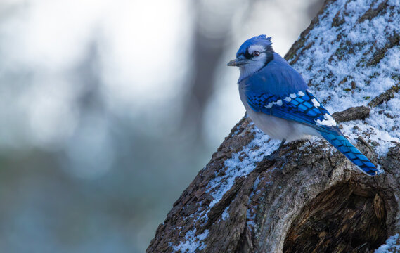 Blue jay bird on a tree trunk in winter, Central New Jersey, USA.