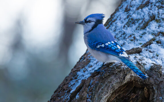 Blue jay bird on a tree trunk in winter, Central New Jersey, USA.