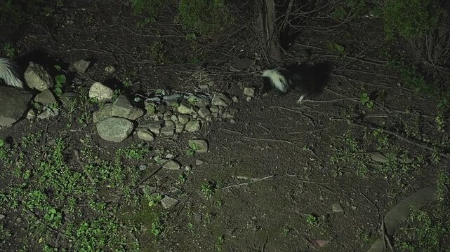 Two striped skunks foraging for food in a suburban backyard at night. The wild animal is walking along a chain-link fence in the dark