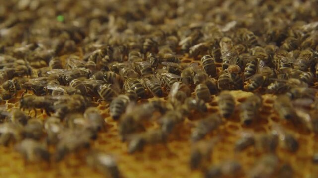 Close Up Macro of Honey Bees on Honeycomb in Beehive