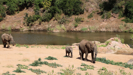 Obraz premium Afrikanischer Elefant am Mphongolo River/ African elephant at Mphongolo River / Loxodonta africana