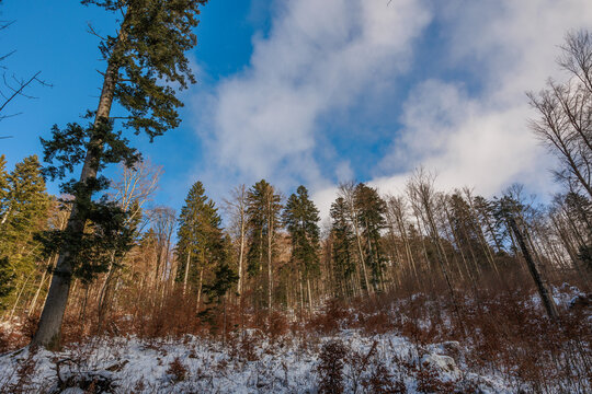 foresta di alberi misti lungo i pendii di una montagna parzialmente innevati, in un ambiente naturale della Slovenia occidentale, di pomeriggio, in inverno, sotto un cielo parzialmente sereno