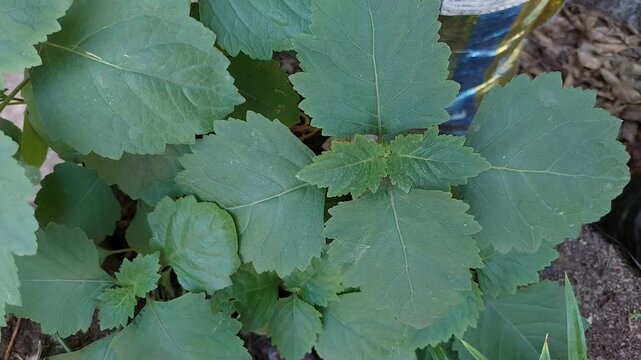 Patchouli Leaves for Essential Oil Production in Tropical Garden, Green Patchouli Plant (Pogostemon cablin)  Natural Source of Essential Oil