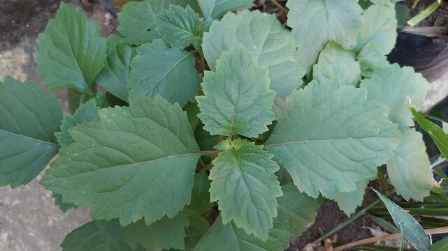Patchouli Leaves for Essential Oil Production in Tropical Garden, Green Patchouli Plant (Pogostemon cablin)  Natural Source of Essential Oil