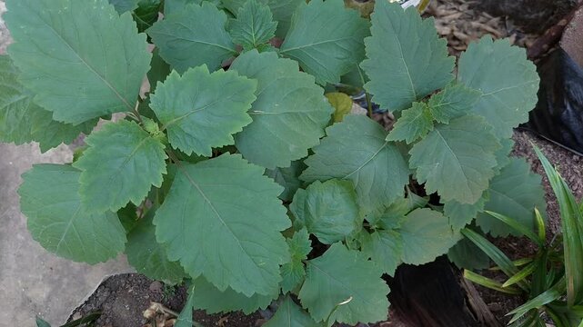 Patchouli Leaves for Essential Oil Production in Tropical Garden, Green Patchouli Plant (Pogostemon cablin)  Natural Source of Essential Oil