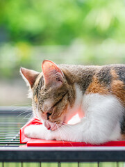 Side Profile Portrait of Calico Cat Resting on Wire Cage Outdoor © Tavan