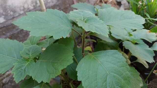 Patchouli Leaves for Essential Oil Production in Tropical Garden, Green Patchouli Plant (Pogostemon cablin)  Natural Source of Essential Oil