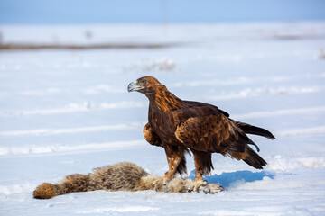 Obraz premium A large eagle caught a fox against a backdrop of snow. A bird of prey hunts its prey. A golden eagle sits in the snow, clinging to its prey. Falconry. A national tradition of Asia. Berkutchi,