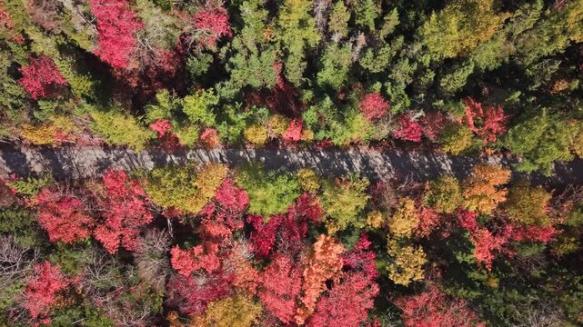 Bicycle riders on a dirt trail through fall foliage in Nova Scotia