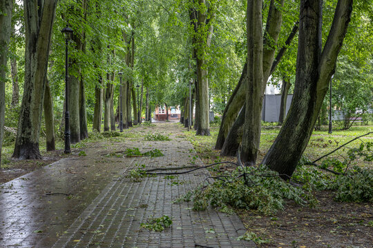 Urban park path covered with fallen branches after storm during summer