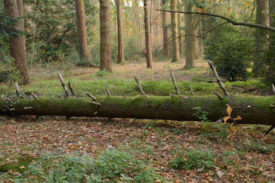 Fallen pine tree with cut branches lying on forest floor surrounded by tall trees and fallen leaves