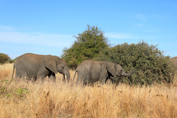 Obraz premium Afrikanischer Elefant / African elephant / Loxodonta africana