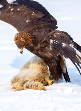 A large eagle caught a fox against a backdrop of snow. A bird of prey hunts its prey. A golden eagle sits in the snow, clinging to its prey. Falconry. A national tradition of Asia. Berkutchi,