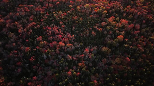 View of autumn forest near Halifax, Nova Scotia from above