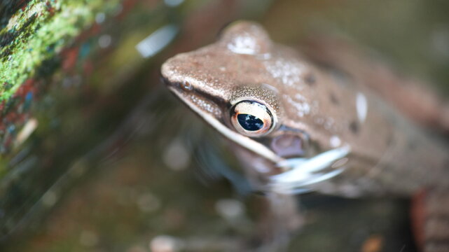 Close-up macro portrait of a wild brown frog peeking from water surface with selective eye focus