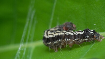 Macro Shot of a Black and White Striped Caterpillar Crawling on a Vibrant Green Leaf in Nature © Silmiart