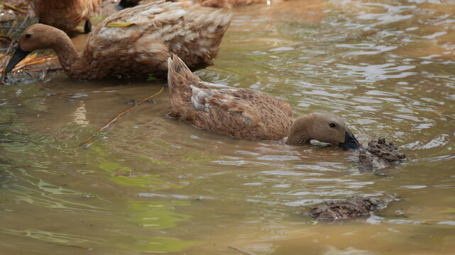 Group of brown domestic ducks foraging and swimming in a muddy pond on a traditional rural farm