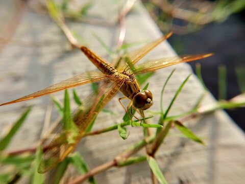 Dragonfly perched on the end of a log from a close distance. displays the detail and focus of the dragonfly's face