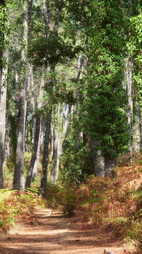 Magnificent forest landscape in the Landes region of southwestern France