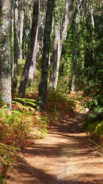 Magnificent forest landscape in the Landes region of southwestern France