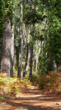 Magnificent forest landscape in the Landes region of southwestern France