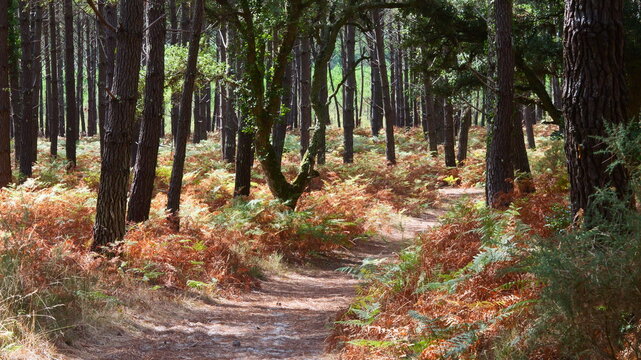 Cork oak and pine forest in southwestern France