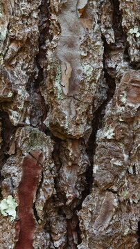 Close-up of a pine tree trunk and its bark.