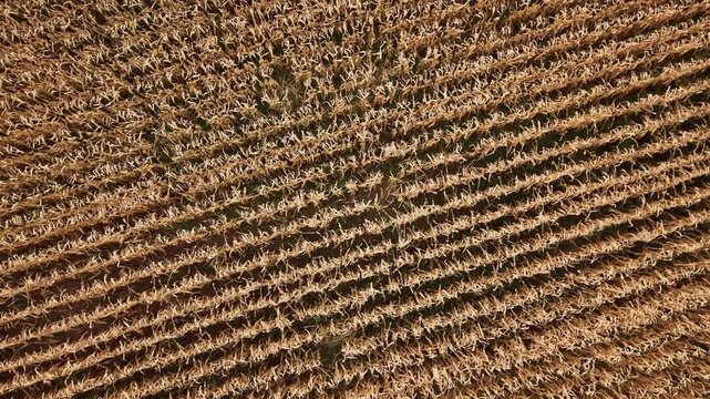 View of dry corn field from above in rural area