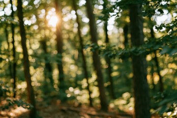 Obraz premium The Sunlit Forest Through Tall Trees With Dappled Light And Serene Mood