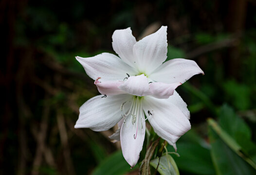 fleur de lys martagon