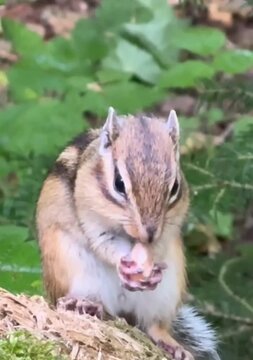Cute Little Chipmunk  