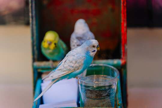 Colorful budgerigar parakeets perched near a glass of water inside a vintage wooden box with a rustic background and additional birds visible