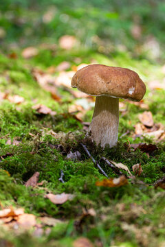 Steinpilz umgeben von Moos in einem schattigen Wald im Sommer