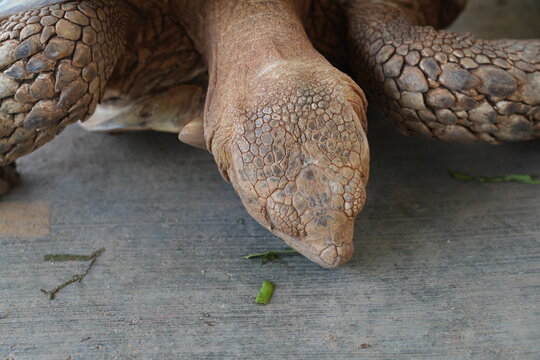 Close up of an African Spurred Tortoise Head