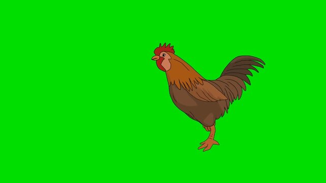 A 2d animation cartoon rooster standing proud on a chromakey background animation cartoon on green screen chromakey. ideal for professional video editors content creators stock  