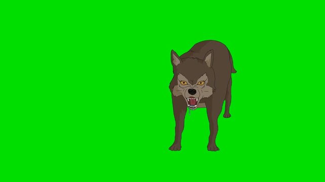 A 2d animation cartoon fierce wolf staring forward aggressively on animation cartoon on green screen chromakey. ideal for professional video editors content creators stock   