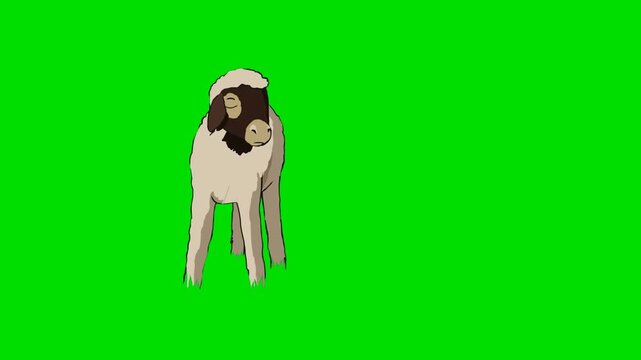 A 2d animation cartoon white lamb with a black face standing on a animation cartoon on green screen chromakey. ideal for professional video editors content creators stock   