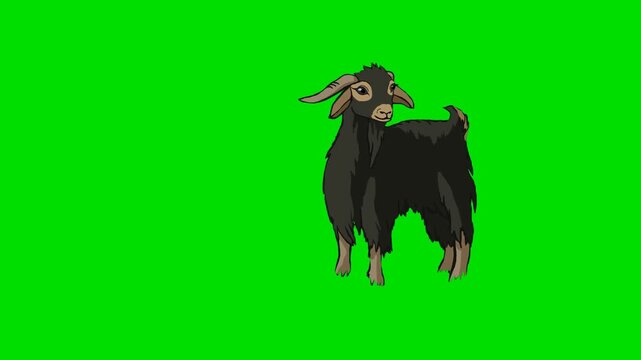 A 2d animation cartoon black goat grazing and bending down on a animation cartoon on green screen chromakey. ideal for professional video editors content creators stock   