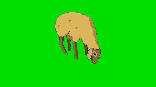 A 2d animation cartoon fluffy sheep grazing with head down from top view on animation cartoon on green screen chromakey. ideal for professional video editors content creators stock 