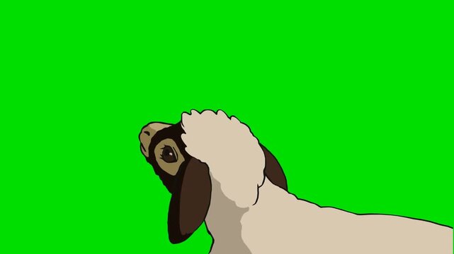 A 2d animation cartoon close up shot of a sheep looking up backwards on animation cartoon on green screen chromakey. ideal for professional video editors content creators stock  