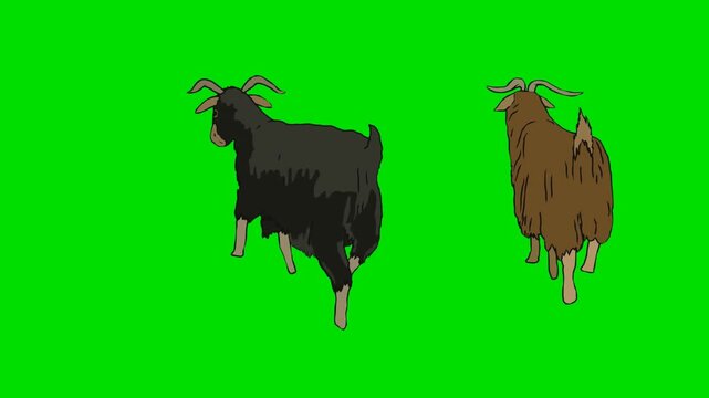 A 2d animation cartoon two goats standing together side by side on animation cartoon on green screen chromakey. ideal for professional video editors content creators stock   