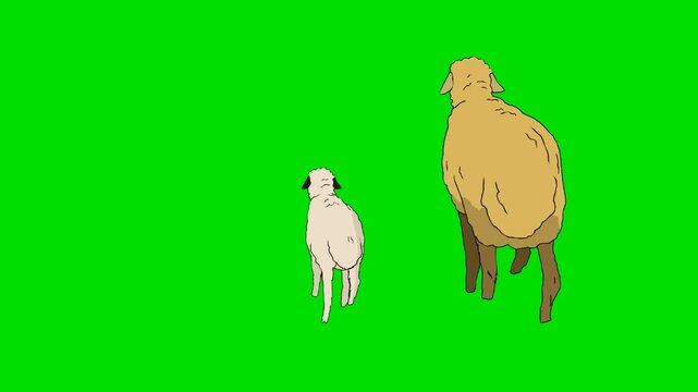 A 2d animation cartoon big sheep and a small lamb walking away together on animation cartoon on green screen chromakey. ideal for professional video editors content creators stock  