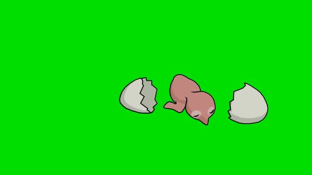 A 2d animation cartoon newly hatched pink chick lying next to broken eggshells animation cartoon on green screen chromakey. this  stock  asset is perfectly optimized for professional
