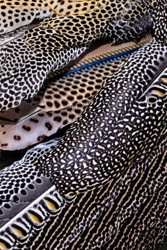 Spotted exotic bird feather pattern texture