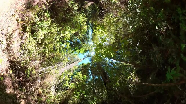 Redwood National Park Lady Bird Johnson Grove Hiking POV 360 Degrees Fisheye 04 California USA