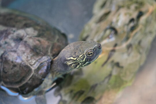 Close up of a Chinese Stripe Necked Turtle