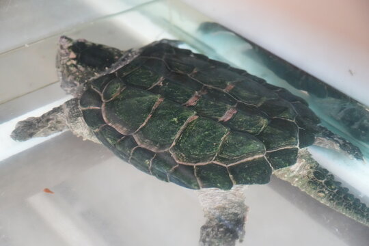 Alligator Snapping Turtle Portrait in Tank