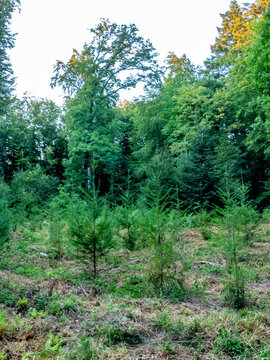 Wiederaufforstung im Mischwald