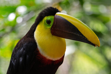 Yellow-throated toucan (Ramphastos ambiguus) portrait in tropical rainforest, Costa Rica © RdB